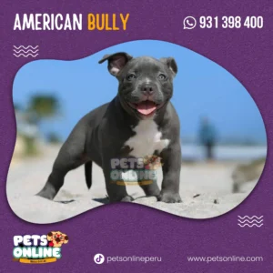 Cachorro American Bully - Pets Online Perú