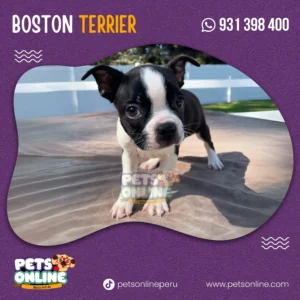 Cachorro Boston Terrier – Pets Online Perú