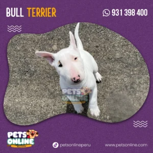 Cachorro Bull Terrier – Pets Online Perú