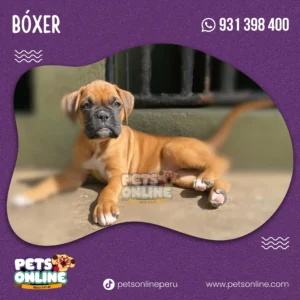 Cachorro Boxer – Pets Online Perú