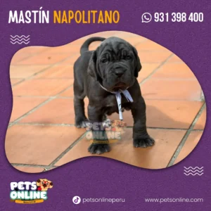 Cachorro Mastín Napolitano –  Pets Online Perú