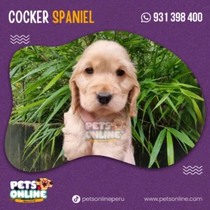 Cachorro Cocker Spaniel Pets Online Perú