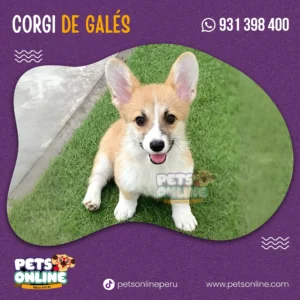 Cachorro Corgi De Gales -Pets Online perú