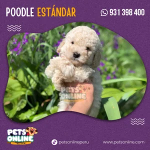 Cachorro Poodle Estándar -  Pets Online Perú