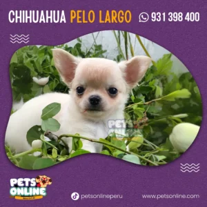 Cachorro Chihuahua Pelo Largo | Pets Online Perú