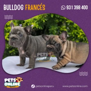Bulldog Francés 🐶 | Pets Online Perú