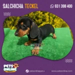 Cachorro Salchicha Negro | Pets Online Perú - Imagen 2