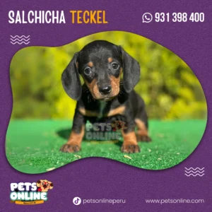 Cachorro Salchicha Negro | Pets Online Perú